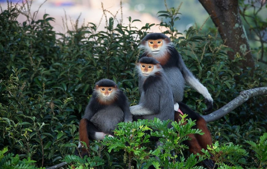 monkey mountain hoi an